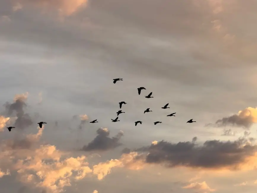 Forge Go Database Migrations: golang-migrate Mastery
