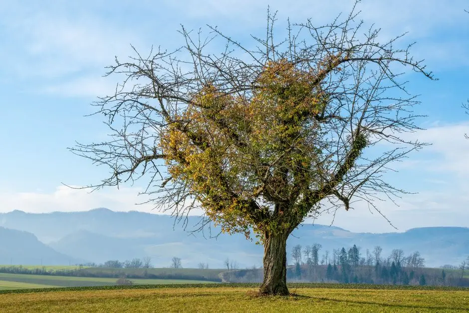 Forge Lean Bundles: Deciphering JavaScript Tree Shaking