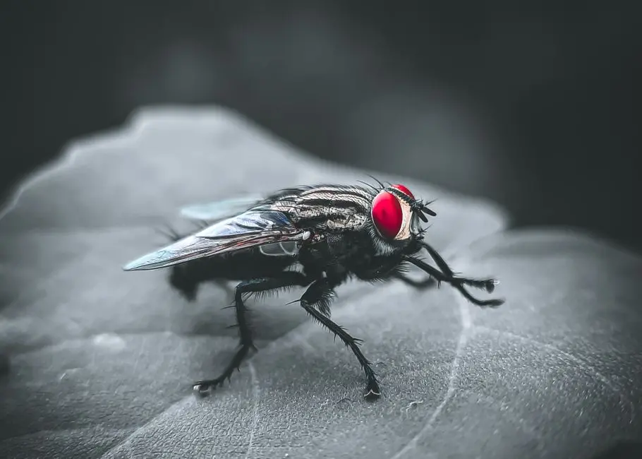 Forge Feature Tests: Pest, Laravel & HTTP/DB Assertions