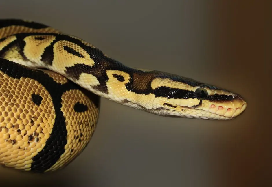 Activate Precision: Master Python Naming Conventions