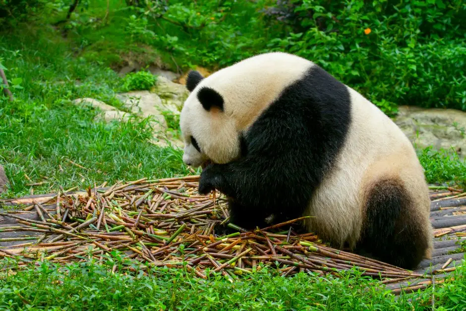 Sculpting Data: Pandas Preprocessing for Predictive Power