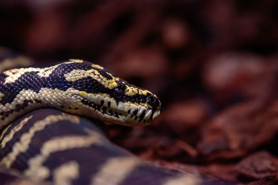 Forge Python String Mastery: Eliminate Indexing, Slicing & Formatting Errors