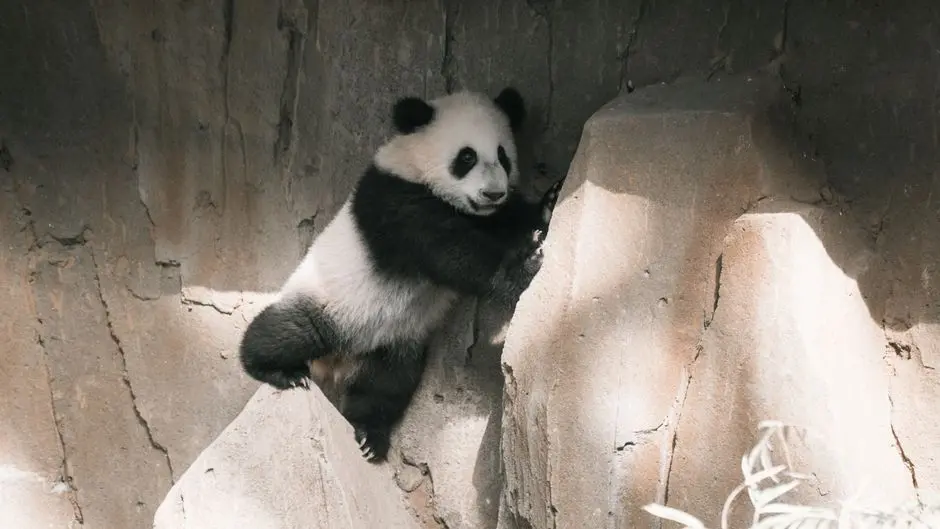 Forge Data Mastery: Pandas DataFrame Foundations