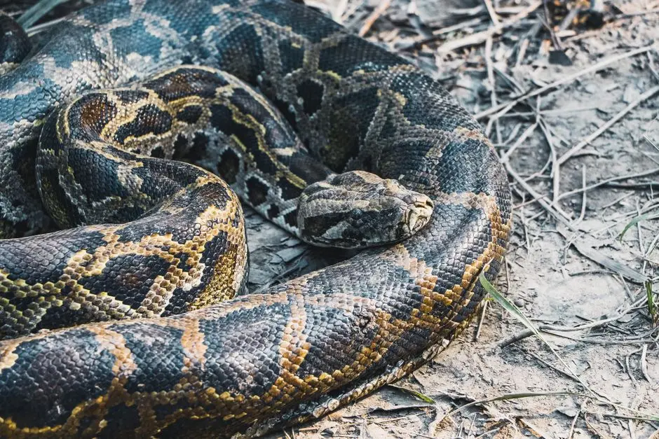 Empower Functions: Python Decorators for Reusable Behavior